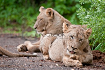 Lioness grooming herself in the rain