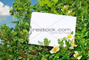 Briar bush with blank paper 