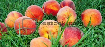 Peach over grass