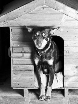 Dog sitting at the entrance of his doghouse
