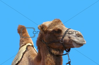 Camel with harness on a blue sky background