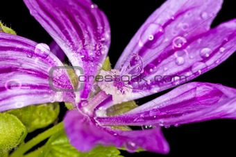 mallow, medicinal plant with raindrops