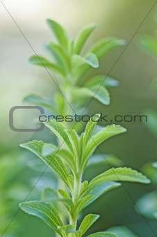 the support of the Stevia rebaudiana