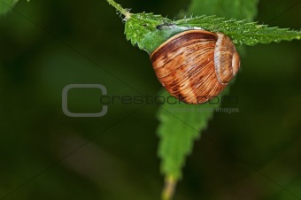 lage garden snail, Helix pomatia