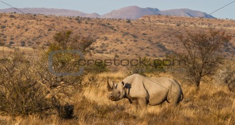 Black Rhino in the mountains