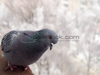 gray dove. winter