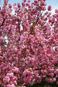 The blooming tree