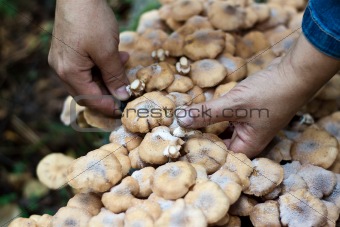 Honey fungus and  hands with knife