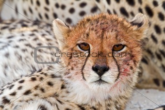 Cheetah cub portrait, Kalahari desert