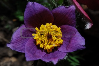 close up anemone bloom