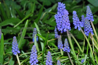 blue grape hyacinth in the spring