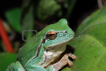 close up green frog
