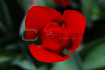 close up red tulip