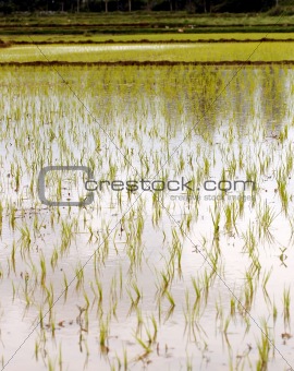 Newly planted rice seedlings