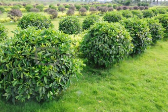 Green tea trees