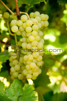 Close-up of ripe golden grapes hanging in the sunlight in vineya