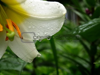 raindrop on the petal of white liliy