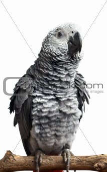 parrot isolated on white 
