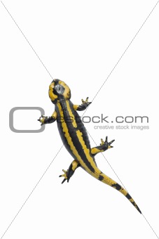 Beautiful salamander on white.