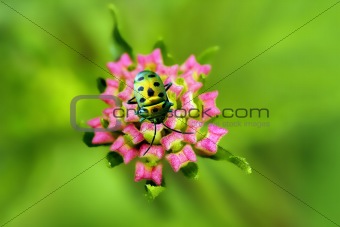 Golden bug and lantana flower buds