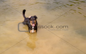 Dog in water