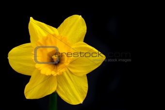 Daffodil Bloom