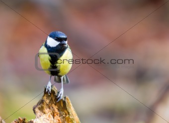 Great Tit Perched on a Log