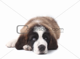 Young Saint Bernard Puppy on White Background