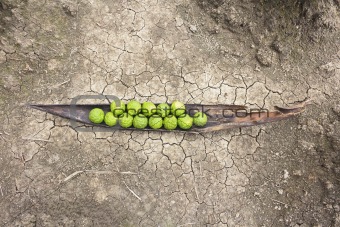 Kaffir limes on cracked ground