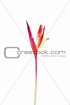 A Bird of Paradise flower isolated on a white background.