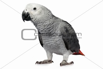 parrot isolated on white