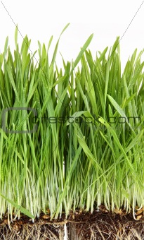 Closeup of wheatgrass on white