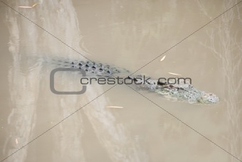 Crocodile In Swamp Waiting For Prey