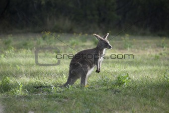 Small Australian Kangaroo At Dawn
