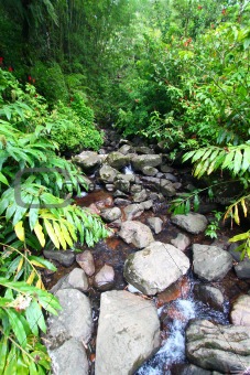 El Yunque National Forest