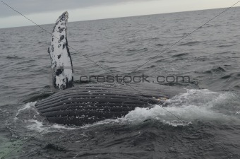 Humpback Whale Side