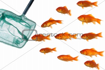 Goldfish and net