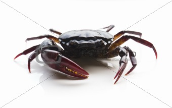 Closeup of crab 
