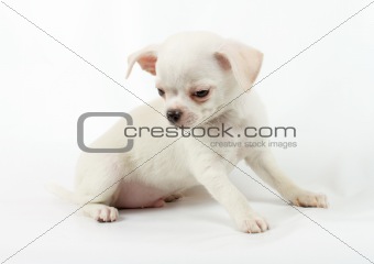 cute small chihuahua puppy sitting on white looking at camera 