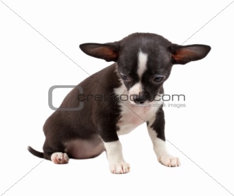 cute small chihuahua puppy sitting on white looking at camera