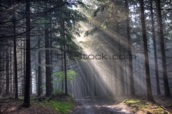 road and coniferous forest in fog