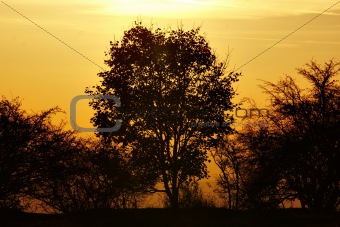 autumn tree and sun