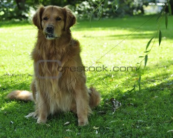 Golden retriever dog in park.