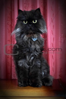 Black Persian cat posing on commode!