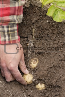 One person harvesting first early potatoes (Swift)