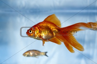 A goldfish in a tank with a feeder fish in the background