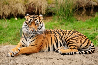 Tiger portrait horizontal