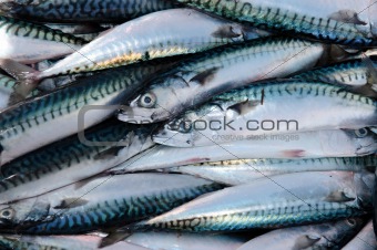 fishermans catch of mackerel