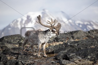 Reindeer in the Arctic