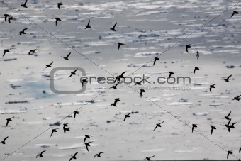Little auks (alle alle) in natural Arctic habitat
